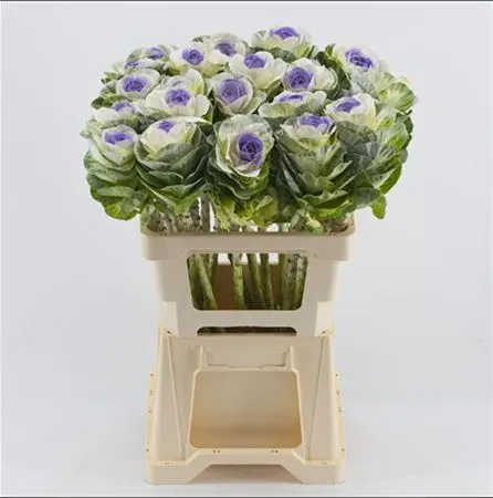 Brassica Painted White Purple 60 cm