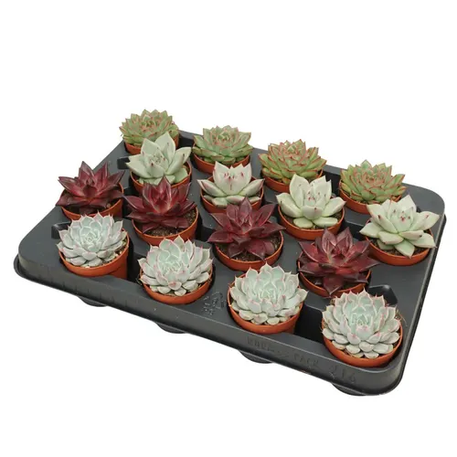 Echeveria Gemengd črepník 7 cm