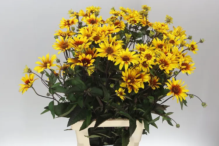 Heliopsis Spar Contrast 80 cm