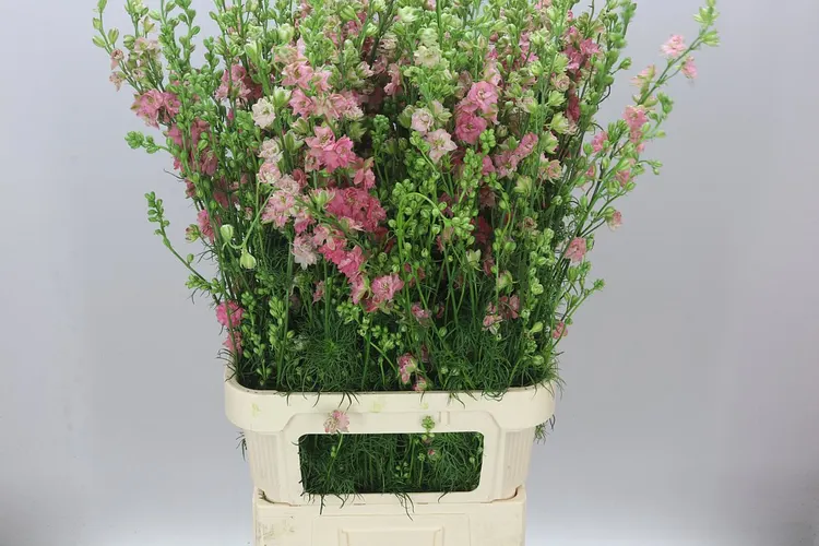 Stračonôžka Ajacis Pink 100 cm