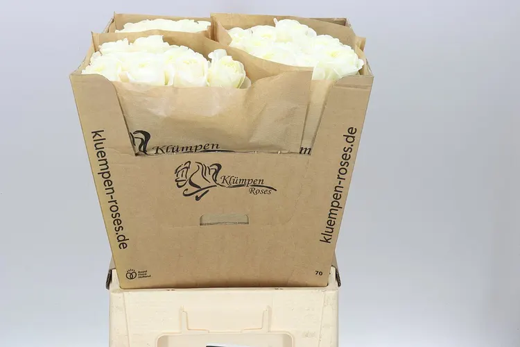 Rosa Gar Chic White! 60 cm