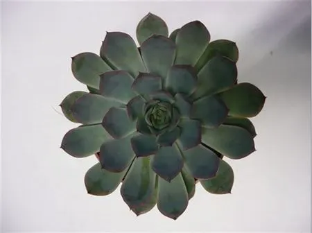 Echeveria Pulidonis Grey Cutflowers 10 cm