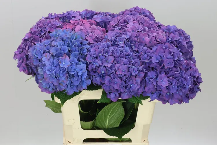 Hyd Rodeo Purple 60 cm
