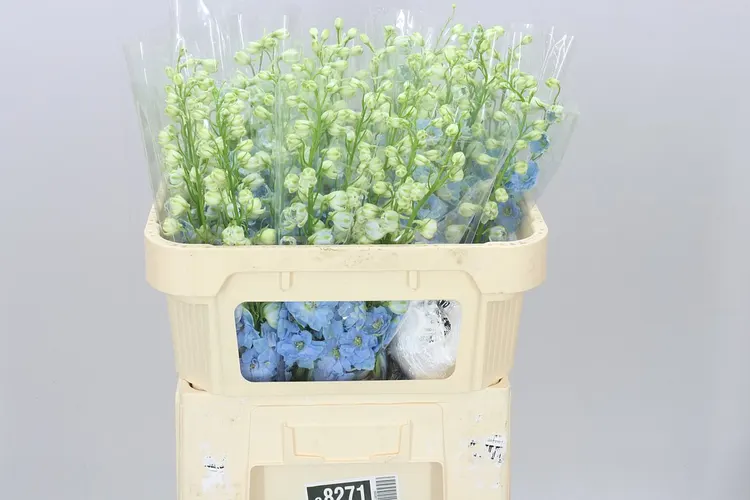 Stračonôžka Elatum Dewi Boy 70 cm
