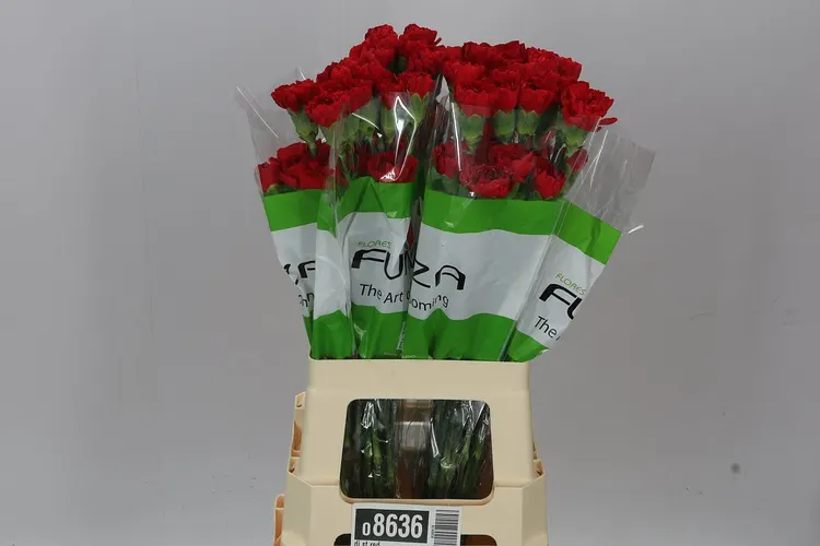 Karafiát Red 70 cm