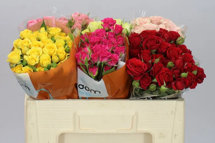 Rosa Tr Mixed In Bucket 50 cm
