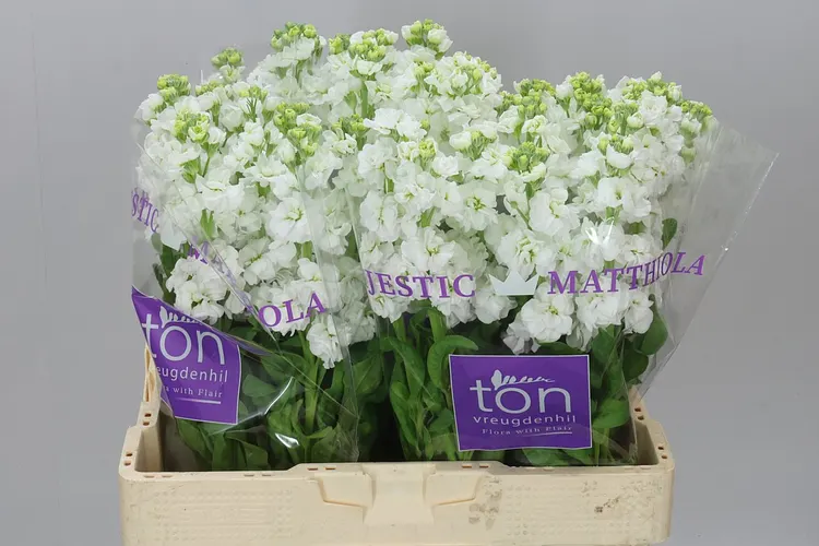 Matthiola White 55 cm