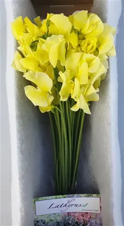 Lathyrus Painted Yellow Box 35 cm