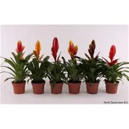 Brómelie (Bromelia)