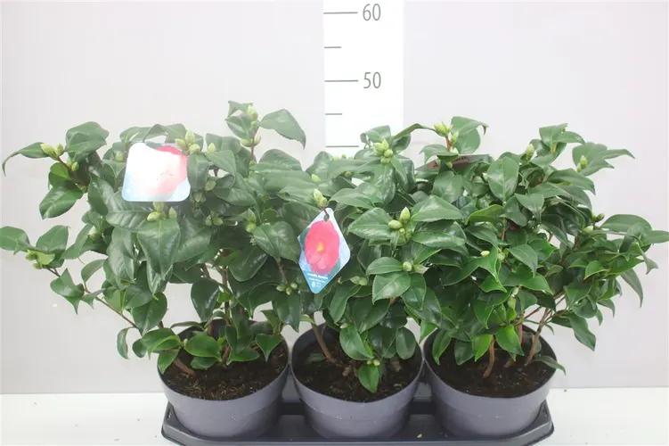 Camellia Re Mary William črepník 19 cm