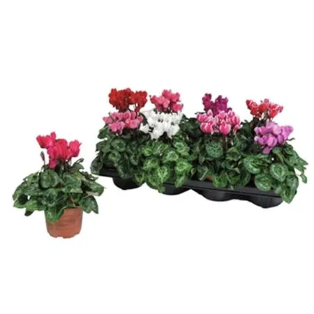 Cyclamen Kl Mix črepník 10 cm
