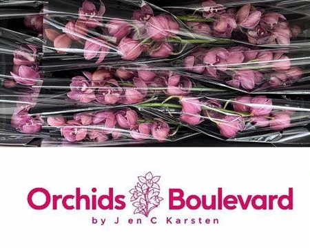 Orchidea Cymbidium Red Dream, celá stonka 60 cm