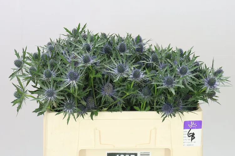 Eryngium Orion 50 cm