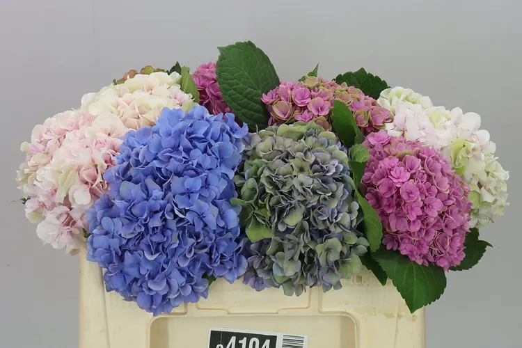 Hyd Mixed 50 cm