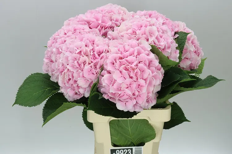 Hydrangea Verena Pink Pale 60 cm