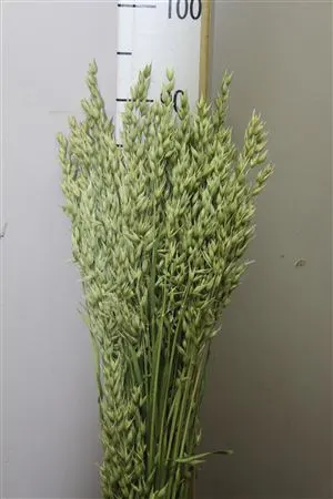 Haver ( Oatsa ) 60 cm