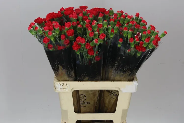 Karafiát trsový Red 60 cm