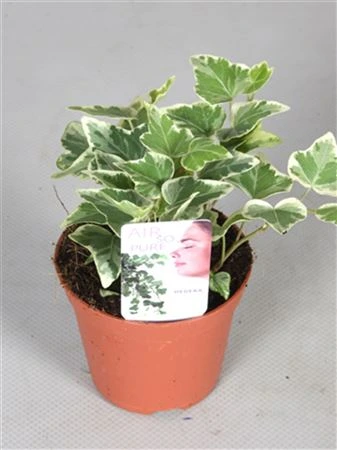 Brečtan White Wonder črepník 9 cm