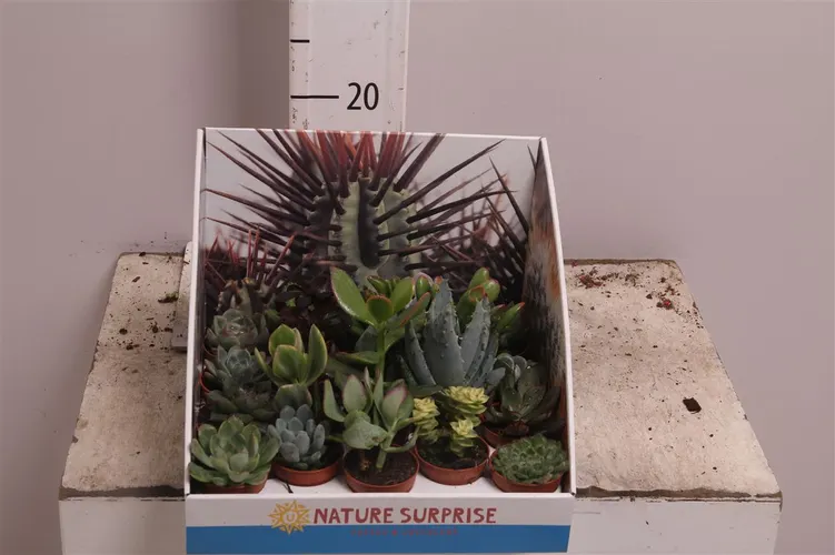 Kaktusy a sukulenty (Cactus & Succulents)