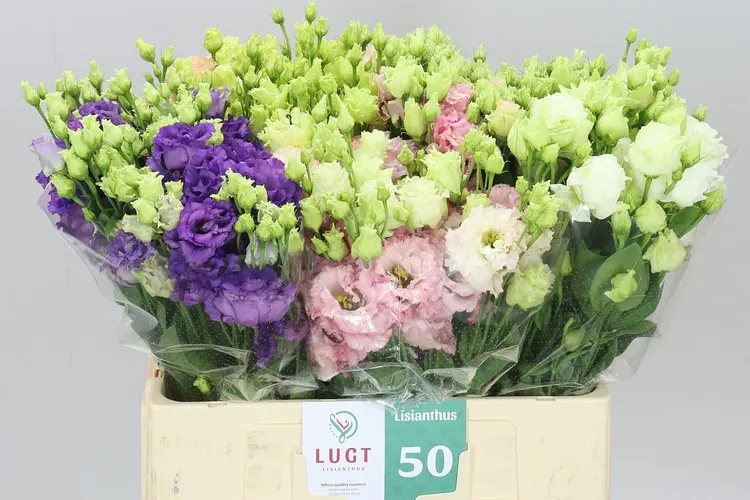 Eust Du Alissa Mix 65 cm