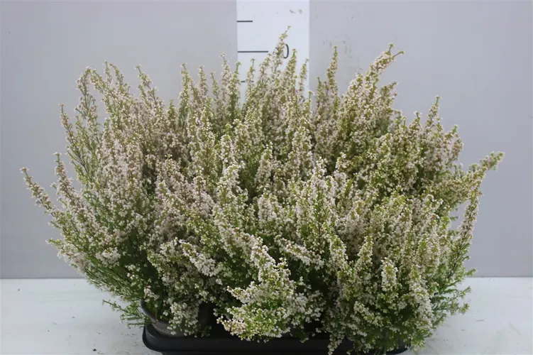 Vresovec Zo Gracilis biely črepník 11 cm