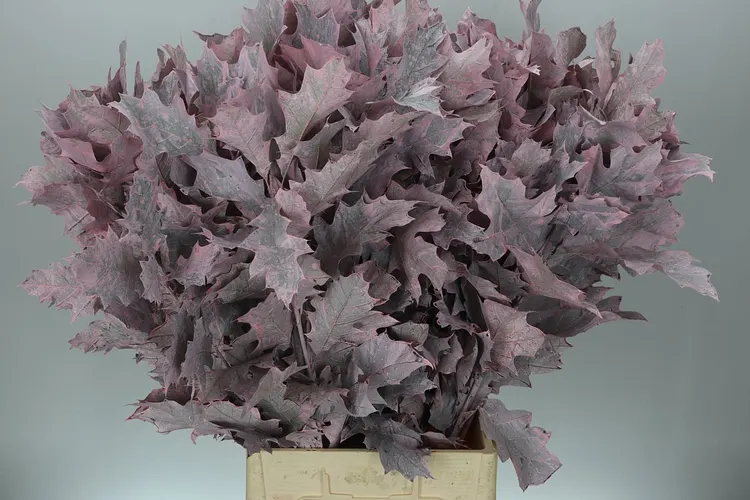 Quercus Rubra Pink 20st 80 cm