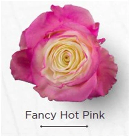 Ruža farbená Fancy Hot Pink, Ekvádor 50 cm