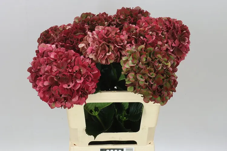 Hortenzia Ruby Pink Classic 60 cm