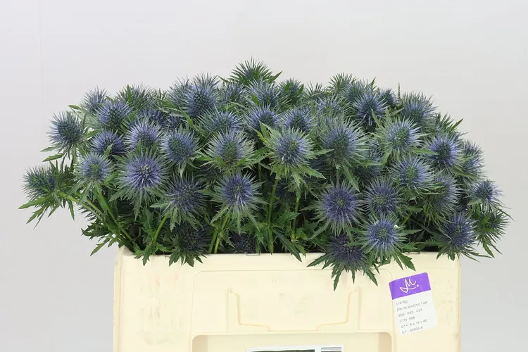 Eryngium Magnet 50 cm