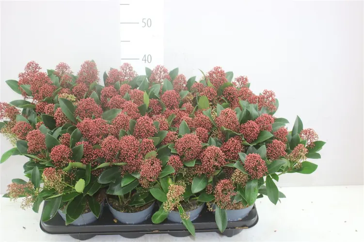 Skimmia Jap Rubella 10+ črepník 13 cm