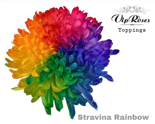 Chryzantéma veľkokvetá Stravina Rainbow 65 cm