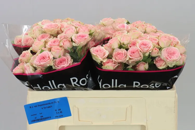 Rosa Tr Fancy 50 cm