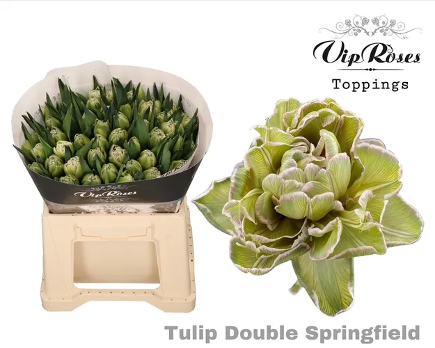 Tu Du Double Springfield 38 cm