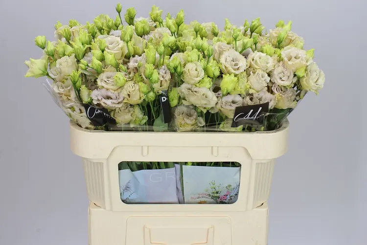 Eustóma plnokvetá Blue Chateau 72 cm