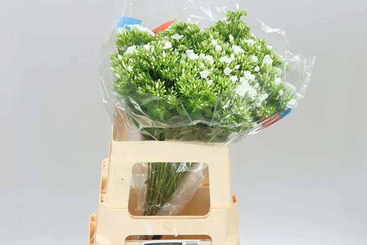 Phlox P Whitecap 60 cm