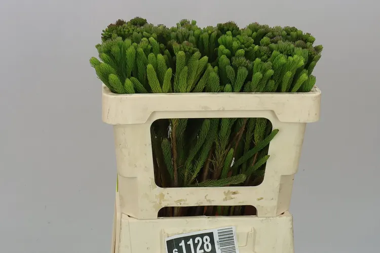 Kaaps Brunia Albigreen 50 cm