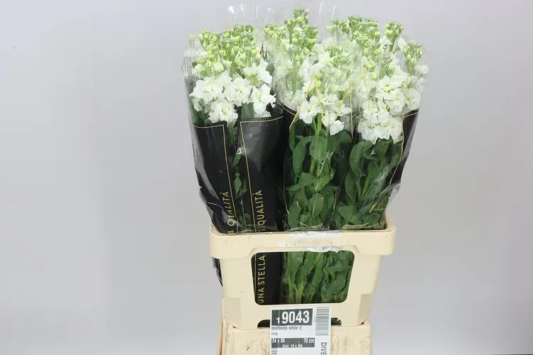 Matthiola White It. Imp 70 cm