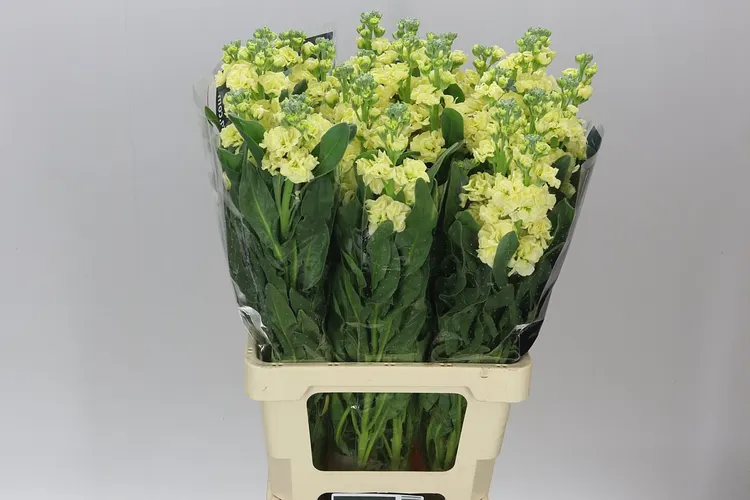 Matthiola Cream Imp 70 cm