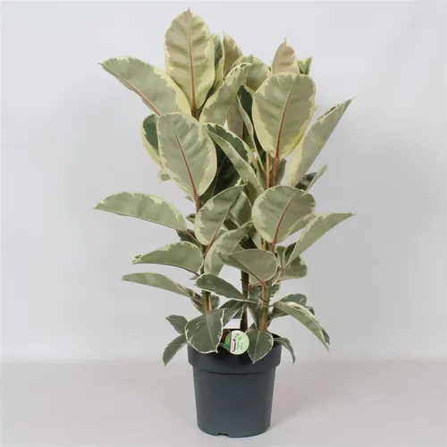 Ficus 'tineke' črepník 27 cm