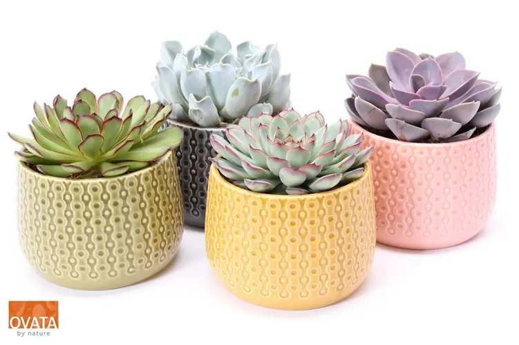 Echeveria Gemengd In Brasil črepník 15 cm
