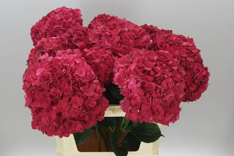 Hyd Ruby Red 80 cm
