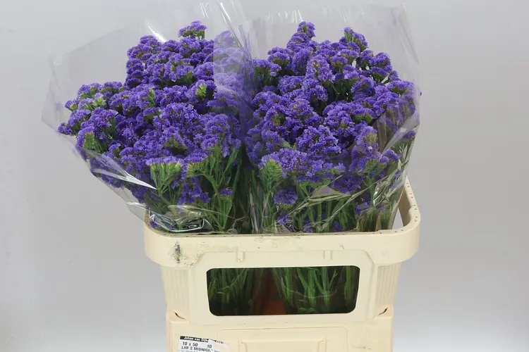 Lim. S Cry Dark Blue 75 cm