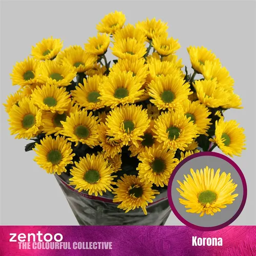 Chryzantéma trsová Korona 70 cm