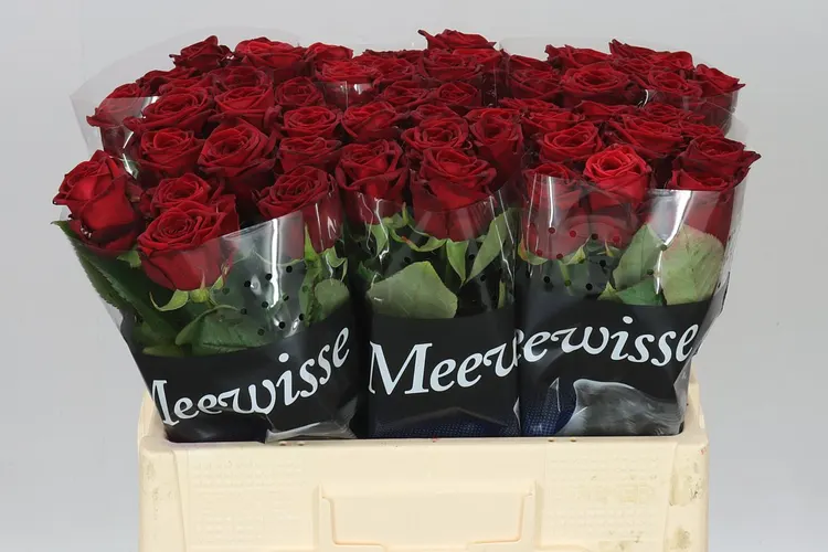 Ruža Red Naomi Meeuw 55 cm