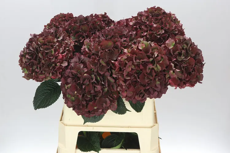 Hortenzia Rubyred Classic 80 cm