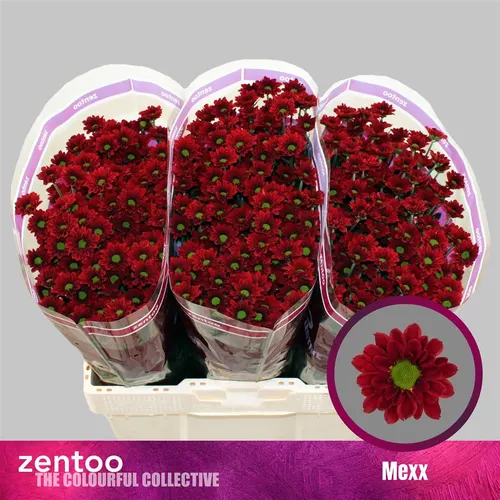 Chryzantéma santini Mexx 55 cm