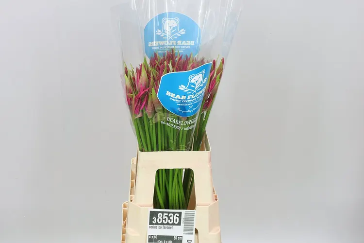 Nerine Bo Favoriet 60 cm