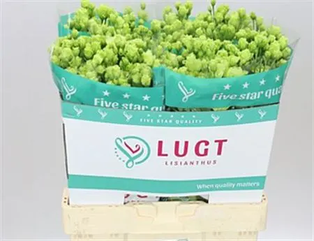 Eust Du Rosanne Emerald 72 cm