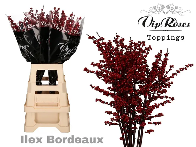 Ilex Bordeaux 70 Cm 70 cm