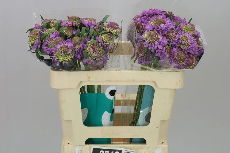 Scabiosa Atr Bb Ube Scoop 50 cm